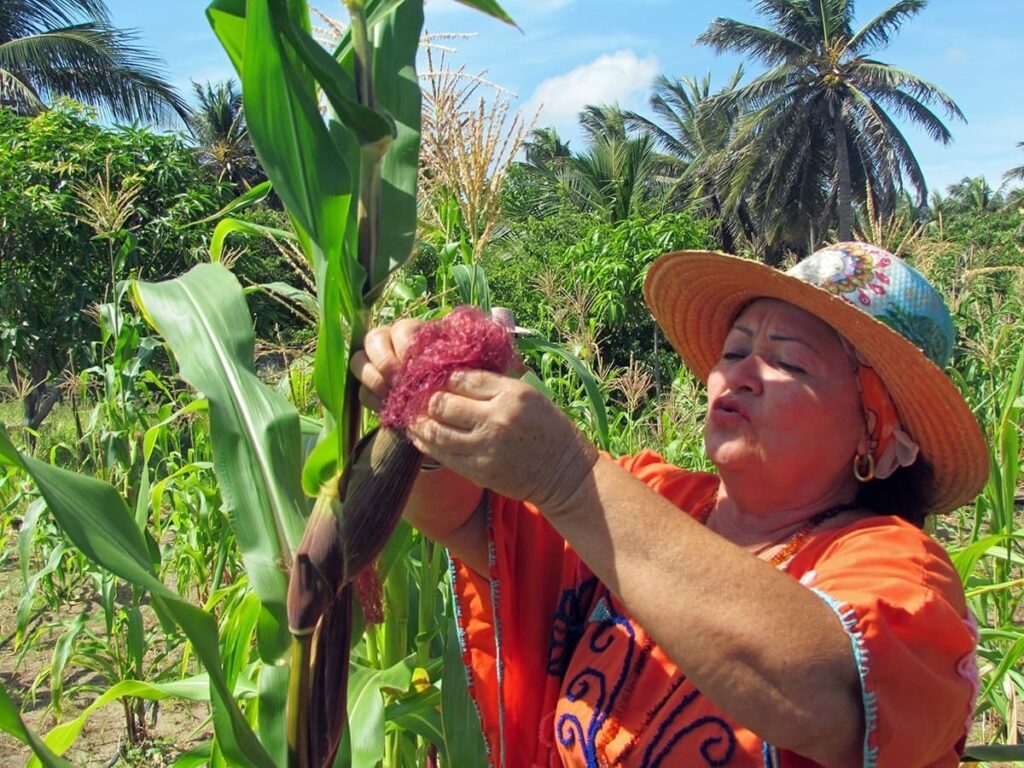 El calendario climático de los wayuu en Venezuela cambia al ritmo de la crisis